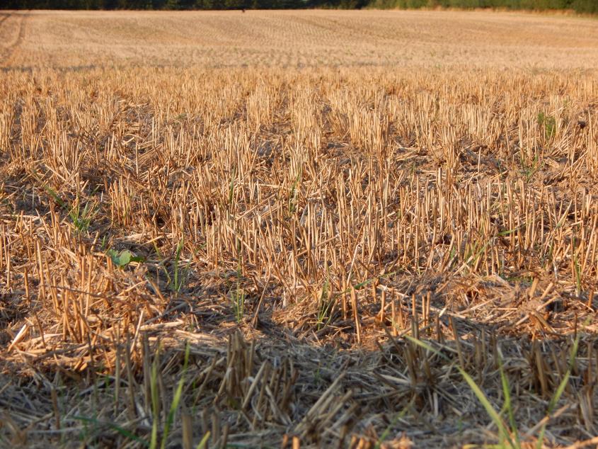 HDE-Adapt Klimafolgenanpassung Dürre Landwirtschaft Lieferkette