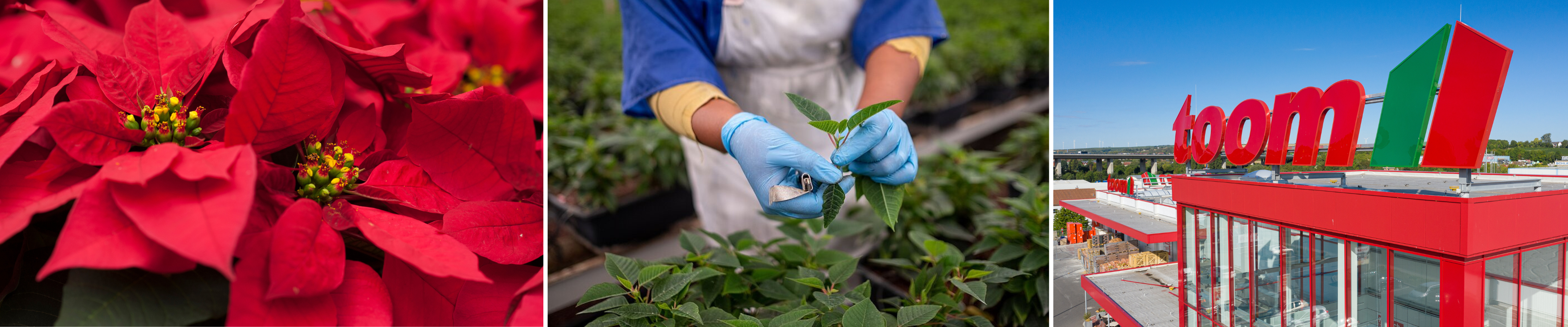 HDE Klimaschutzoffensive Fairtrade toom Baumarkt Siegel Stecklinge Weihnachtssterne HDE Klimaschutzoffensive Fairtrade toom Baumarkt Siegel Stecklinge Weihnachtssterne